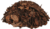 Pine Bark